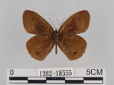 中文名:台灣波紋蛇目蝶(1282-18555)學名:Ypthima multistriata Butler, 1883(1282-18555)