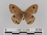 中文名:台灣波紋蛇目蝶(1282-21208)學名:Ypthima multistriata Butler, 1883(1282-21208)