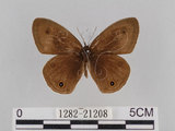 中文名:台灣波紋蛇目蝶(1282-21208)學名:Ypthima multistriata Butler, 1883(1282-21208)