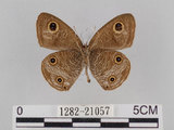 中文名:台灣波紋蛇目蝶(1282-21057)學名:Ypthima multistriata Butler, 1883(1282-21057)