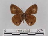 中文名:台灣波紋蛇目蝶(1282-21057)學名:Ypthima multistriata Butler, 1883(1282-21057)