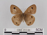 中文名:台灣波紋蛇目蝶(1282-21140)學名:Ypthima multistriata Butler, 1883(1282-21140)