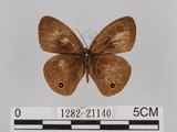 中文名:台灣波紋蛇目蝶(1282-21140)學名:Ypthima multistriata Butler, 1883(1282-21140)