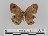 中文名:台灣波紋蛇目蝶(1282-21211)學名:Ypthima multistriata Butler, 1883(1282-21211)