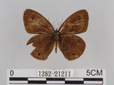 中文名:台灣波紋蛇目蝶(1282-21211)學名:Ypthima multistriata Butler, 1883(1282-21211)