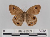 中文名:台灣波紋蛇目蝶(1282-20969)學名:Ypthima multistriata Butler, 1883(1282-20969)