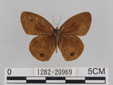 中文名:台灣波紋蛇目蝶(1282-20969)學名:Ypthima multistriata Butler, 1883(1282-20969)