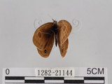 中文名:台灣波紋蛇目蝶(1282-21144)學名:Ypthima multistriata Butler, 1883(1282-21144)