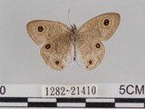 中文名:台灣波紋蛇目蝶(1282-21410)學名:Ypthima multistriata Butler, 1883(1282-21410)