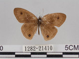 中文名:台灣波紋蛇目蝶(1282-21410)學名:Ypthima multistriata Butler, 1883(1282-21410)