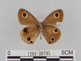 中文名:台灣波紋蛇目蝶(1282-20745)學名:Ypthima multistriata Butler, 1883(1282-20745)