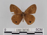 中文名:台灣波紋蛇目蝶(1282-20745)學名:Ypthima multistriata Butler, 1883(1282-20745)