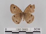 中文名:台灣波紋蛇目蝶(1282-20921)學名:Ypthima multistriata Butler, 1883(1282-20921)