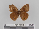 中文名:台灣波紋蛇目蝶(1282-20921)學名:Ypthima multistriata Butler, 1883(1282-20921)