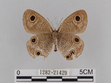 中文名:台灣波紋蛇目蝶(1282-21429)學名:Ypthima multistriata Butler, 1883(1282-21429)