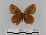 中文名:台灣波紋蛇目蝶(1282-21429)學名:Ypthima multistriata Butler, 1883(1282-21429)