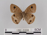 中文名:台灣波紋蛇目蝶(1282-21034)學名:Ypthima multistriata Butler, 1883(1282-21034)