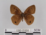 中文名:台灣波紋蛇目蝶(1282-21034)學名:Ypthima multistriata Butler, 1883(1282-21034)