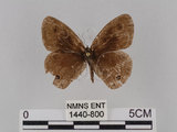 中文名:台灣波紋蛇目蝶(1440-800)學名:Ypthima multistriata Butler, 1883(1440-800)