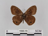 中文名:台灣波紋蛇目蝶(1593-15)學名:Ypthima multistriata Butler, 1883(1593-15)