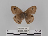 中文名:台灣波紋蛇目蝶(2667-3067)學名:Ypthima multistriata Butler, 1883(2667-3067)