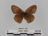 中文名:台灣波紋蛇目蝶(2667-3067)學名:Ypthima multistriata Butler, 1883(2667-3067)