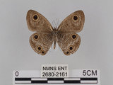 中文名:台灣波紋蛇目蝶(2680-2161)學名:Ypthima multistriata Butler, 1883(2680-2161)