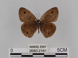 中文名:台灣波紋蛇目蝶(2680-2161)學名:Ypthima multistriata Butler, 1883(2680-2161)