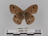 中文名:台灣波紋蛇目蝶(2828-127)學名:Ypthima multistriata Butler, 1883(2828-127)