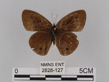 中文名:台灣波紋蛇目蝶(2828-127)學名:Ypthima multistriata Butler, 1883(2828-127)