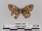 中文名:台灣波紋蛇目蝶(2880-1005)學名:Ypthima multistriata Butler, 1883(2880-1005)