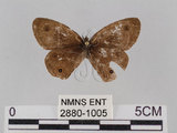 中文名:台灣波紋蛇目蝶(2880-1005)學名:Ypthima multistriata Butler, 1883(2880-1005)