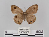 中文名:台灣波紋蛇目蝶(2909-902)學名:Ypthima multistriata Butler, 1883(2909-902)