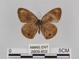 中文名:台灣波紋蛇目蝶(2909-902)學名:Ypthima multistriata Butler, 1883(2909-902)