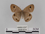 中文名:台灣波紋蛇目蝶(2909-874)學名:Ypthima multistriata Butler, 1883(2909-874)