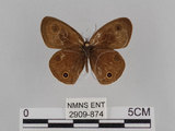 中文名:台灣波紋蛇目蝶(2909-874)學名:Ypthima multistriata Butler, 1883(2909-874)