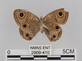 中文名:台灣波紋蛇目蝶(2909-410)學名:Ypthima multistriata Butler, 1883(2909-410)