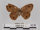 中文名:台灣波紋蛇目蝶(2909-410)學名:Ypthima multistriata Butler, 1883(2909-410)