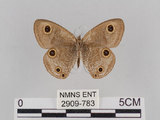 中文名:台灣波紋蛇目蝶(2909-783)學名:Ypthima multistriata Butler, 1883(2909-783)