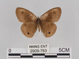 中文名:台灣波紋蛇目蝶(2909-783)學名:Ypthima multistriata Butler, 1883(2909-783)