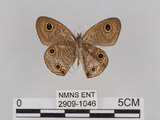 中文名:台灣波紋蛇目蝶(2909-1046)學名:Ypthima multistriata Butler, 1883(2909-1046)