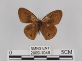 中文名:台灣波紋蛇目蝶(2909-1046)學名:Ypthima multistriata Butler, 1883(2909-1046)