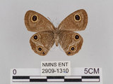 中文名:台灣波紋蛇目蝶(2909-1310)學名:Ypthima multistriata Butler, 1883(2909-1310)