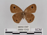 中文名:台灣波紋蛇目蝶(2909-1310)學名:Ypthima multistriata Butler, 1883(2909-1310)