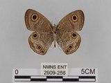 中文名:台灣波紋蛇目蝶(2909-256)學名:Ypthima multistriata Butler, 1883(2909-256)