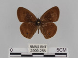 中文名:台灣波紋蛇目蝶(2909-256)學名:Ypthima multistriata Butler, 1883(2909-256)