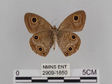 中文名:台灣波紋蛇目蝶(2909-1650)學名:Ypthima multistriata Butler, 1883(2909-1650)