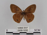 中文名:台灣波紋蛇目蝶(2909-1650)學名:Ypthima multistriata Butler, 1883(2909-1650)