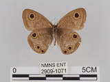 中文名:台灣波紋蛇目蝶(2909-1071)學名:Ypthima multistriata Butler, 1883(2909-1071)