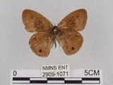 中文名:台灣波紋蛇目蝶(2909-1071)學名:Ypthima multistriata Butler, 1883(2909-1071)